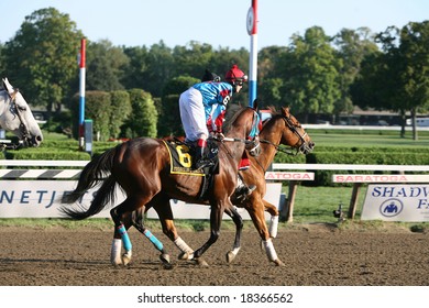 SARATOGA SPRINGS - September 1: Channing Hill Aboard Medaglia D'Onore In The Post Parade For The Hopeful Stakes On September 1, 2008 In Saratoga Springs, NY.