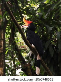 Sarawak Hornbill Of Borneo Or Burung Kelayang. 