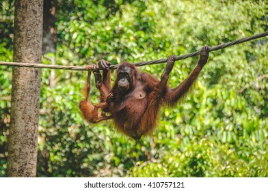 SARAWAK, MALAYSIA - JULY 9, 2011: The Sepilok Orangutan rehabilitation centre near Sandakan in Borneo