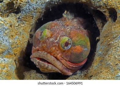 Sarcastic Fringehead