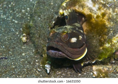 Sarcastic Fringehead