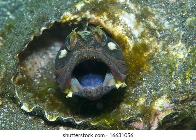 Sarcastic Fringehead