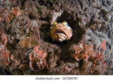 Sarcastic Fringehead