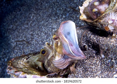 A Sarcastic Fringehead Blenny Uses Its Yawning Feature To Warn Off Nearby Fringeheads.  This Is A Territorial Display.