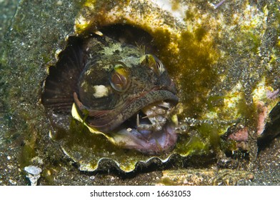 Sarcastic Fringehead (Neoclinus Blanchardi) Eating A Crab