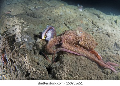 Sarcastic Fringehead With Octopus