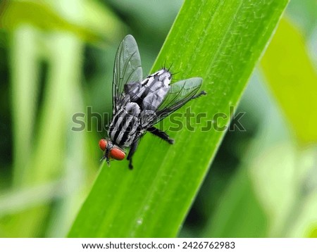 Sarccophaga carnaria or flesh fly landed on a leaf