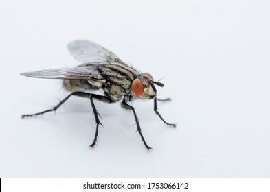 Sarcophaga Carnaria Female Flesh Fly