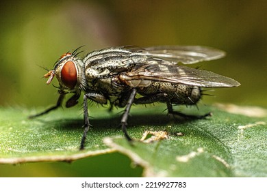 Sarcophaga Is A Genus Of True Flies And The Type Genus Of The Flesh-fly Family