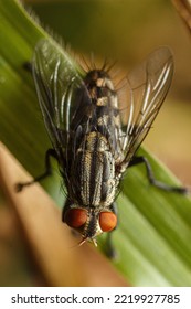 Sarcophaga Is A Genus Of True Flies And The Type Genus Of The Flesh-fly Family