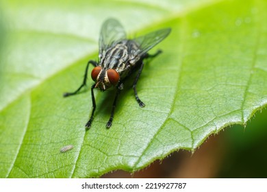 Sarcophaga Is A Genus Of True Flies And The Type Genus Of The Flesh-fly Family