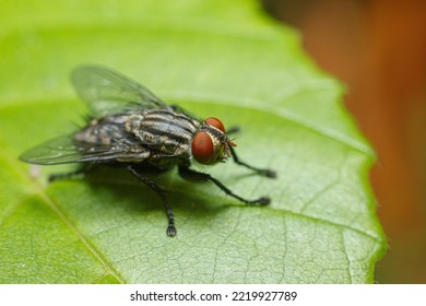 Sarcophaga Is A Genus Of True Flies And The Type Genus Of The Flesh-fly Family