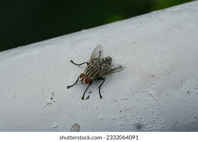 Sarcophagidae (from Ancient Greek σάρξ sárx 'flesh', and φαγεῖν phageîn 'to eat') are a family of flies commonly known as flesh flies.