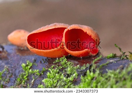 Sarcoscypha austriaca is fungus in the family Sarcoscyphaceae of the order Pezizales of Ascomycota. It is commonly known as the scarlet elfcup, pézize écarlate and scharlachroter kelchbecherling.