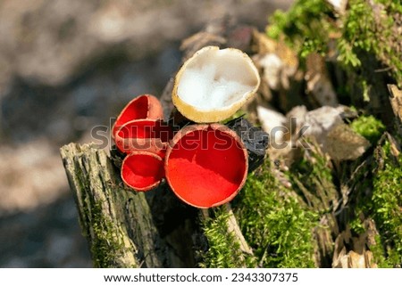 Sarcoscypha austriaca is fungus in the family Sarcoscyphaceae of the order Pezizales of Ascomycota. It is commonly known as the scarlet elfcup, pézize écarlate and scharlachroter kelchbecherling.