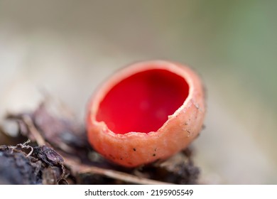 Sarcoscypha Coccinea, Commonly Known As The Scarlet Elf Cup, Scarlet Elf Cap, Or The Scarlet Cup, Is A Fungus In The Family Sarcoscyphaceae.