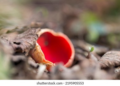 Sarcoscypha Coccinea, Commonly Known As The Scarlet Elf Cup, Scarlet Elf Cap, Or The Scarlet Cup, Is A Fungus In The Family Sarcoscyphaceae.