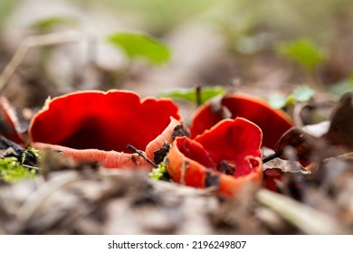 Sarcoscypha Coccinea, Commonly Known As The Scarlet Elf Cup, Scarlet Elf Cap, Or The Scarlet Cup, Is A Fungus In The Family Sarcoscyphaceae.