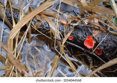 Sarcoscypha Coccinea, Scarlet Elf Cup Fungus