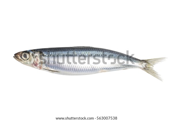 Sardine Stock Photo Edit Now 563007538