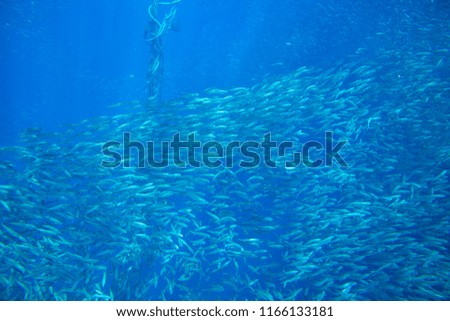 Sardine carousel in blue sea water closeup. Massive fish school undersea photo. Pelagic fish swimming in seawater. Saltwater mackerel shoal. Oceanic wildlife. Sea sardines in ocean. Marine resources
