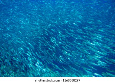 Sardine Colony Open Sea Water Closeup Stock Photo 1168588297 | Shutterstock