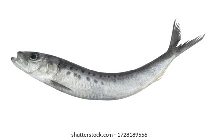 Sardine Fish Isolated On White Background