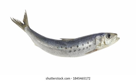 Sardine Fish Isolated On White Background