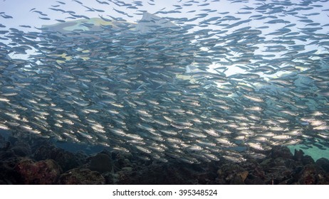 Sardine Run 2