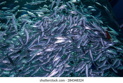 Sardine Run