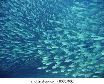 Sardine Run