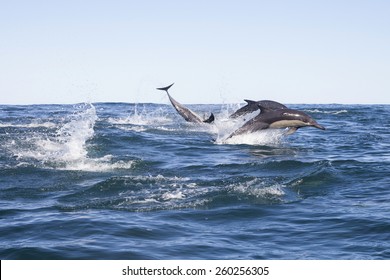 Sardine Run, Common Dolphins, Hunting, Playing, Safari, Africa, Indian Ocean