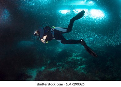 Sardine Run And Diver. 