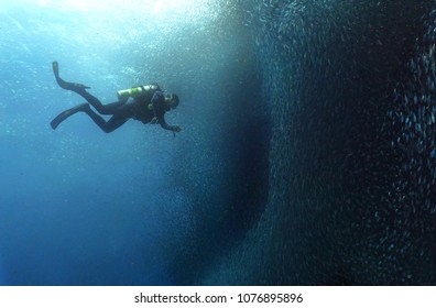 Sardine Run And Diver. 