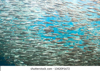 Sardine Run Is The Largest School Of Fish On The Planet.