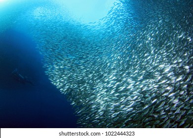 Sardine Run In Moalboal. Cebu, Philippines