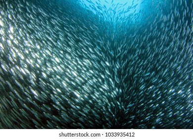 Sardine Run In Moalboal. Cebu, Philippines