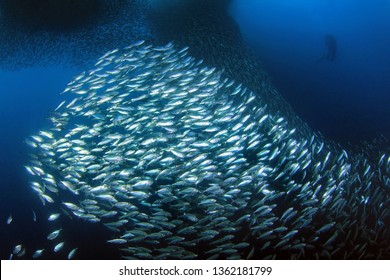 Sardine Run In Moalboal. Cebu, Philippines