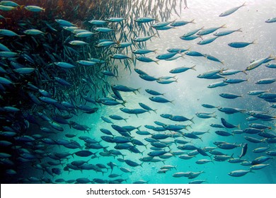 Sardine Run In Moalboal, Cebu, Philippines