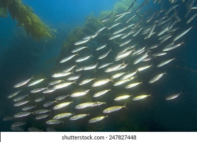 Sardine School Of Fish Swimming At Kelp Forest