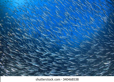 Sardines Fish Underwater