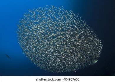 2,228 Sardine Shoal Images, Stock Photos & Vectors 