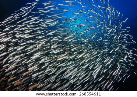 Sardines fish underwater