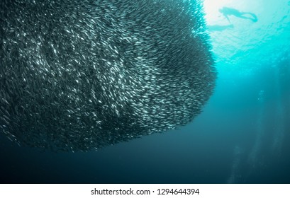 Sardines Run In Moalboal Cebu Island