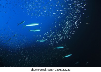 Sardines And Tuna Fish Underwater 