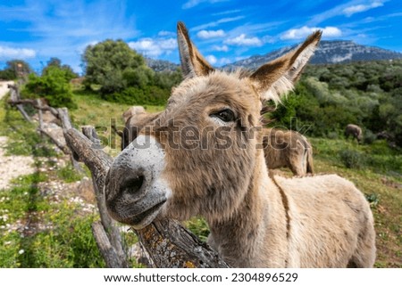 Sardinia: funny Portrait, Close-Up from a donkey in the wild on the way, meadow