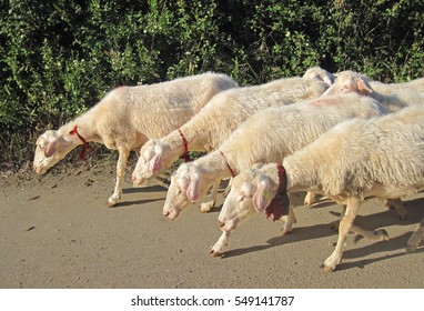 Sardinia Sheep