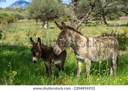 Sardinia: symbiotic donkey mare and donkey foal in the wild on the way, meadow
