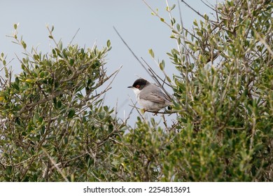 Sardinian warbler sitting at the twig of a branch - Shutterstock ID 2254813691