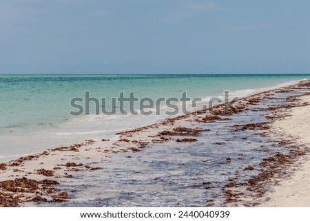 Sargassum at beatiful turquoise water beach in carribean.